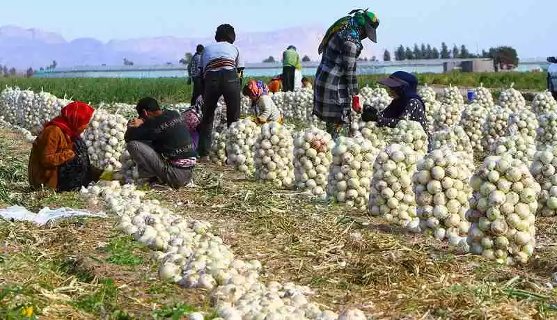 کورس پیاز با دلار!/ قیمت پیاز به موز رسید