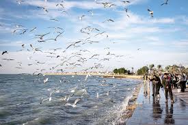 غریب این دیارم، و، دور از دیار یار