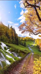 *زندگی در طبیعت آزاد.*