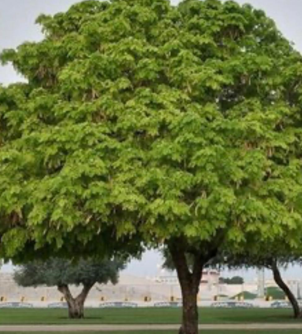 آرامستان وادی الرحمه تنگک نیاز به درخت کاری بیشتری دارد
