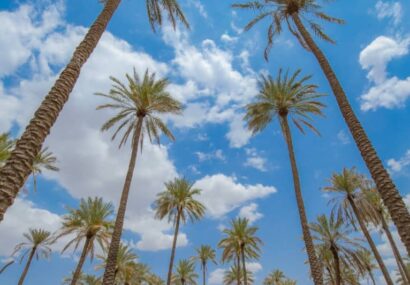 نخل ایستادهترین تصویر صبر در بوشهر