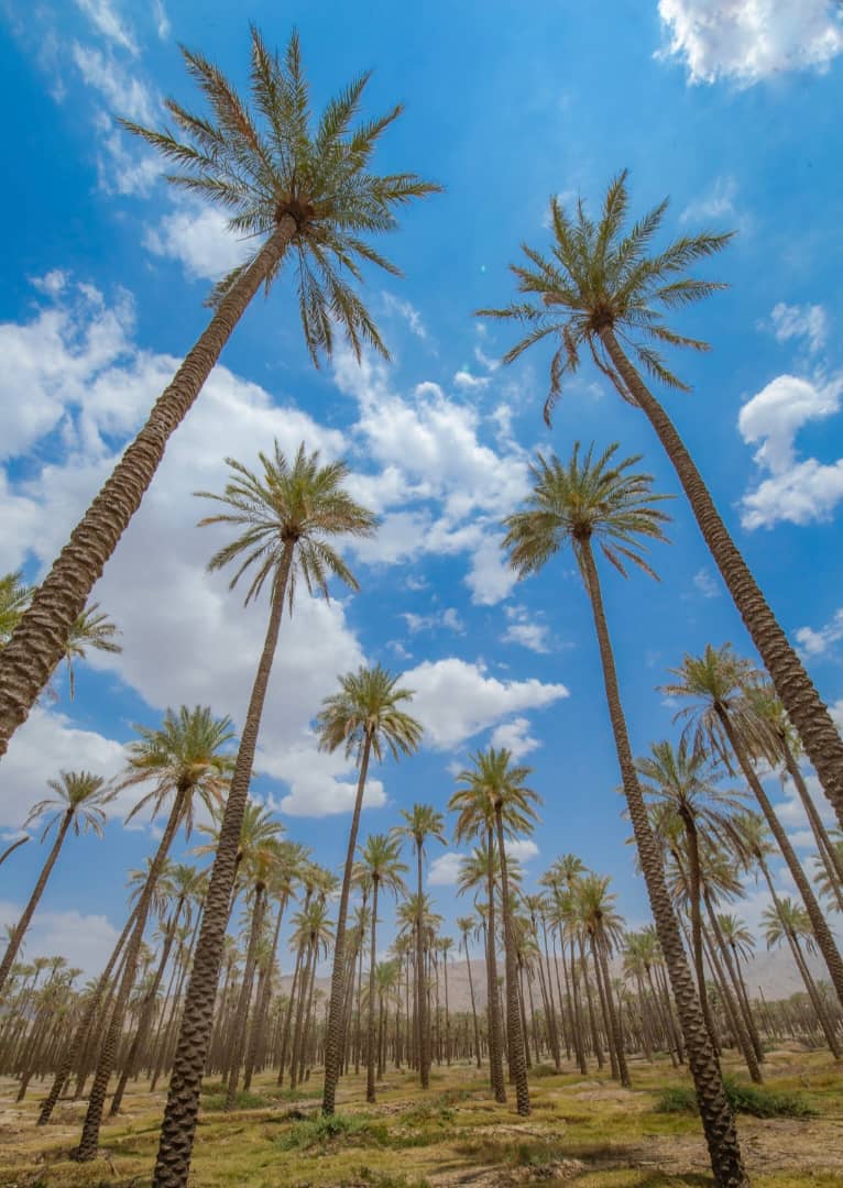 نخل ایستاده‌ترین تصویر صبر در بوشهر