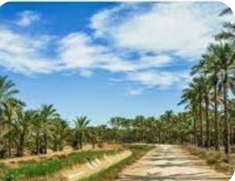 ورود استان بوشهر به آستانه ذخیره بحرانی آب /زنگ خطر برای نخلستان ها به صدا درآمد